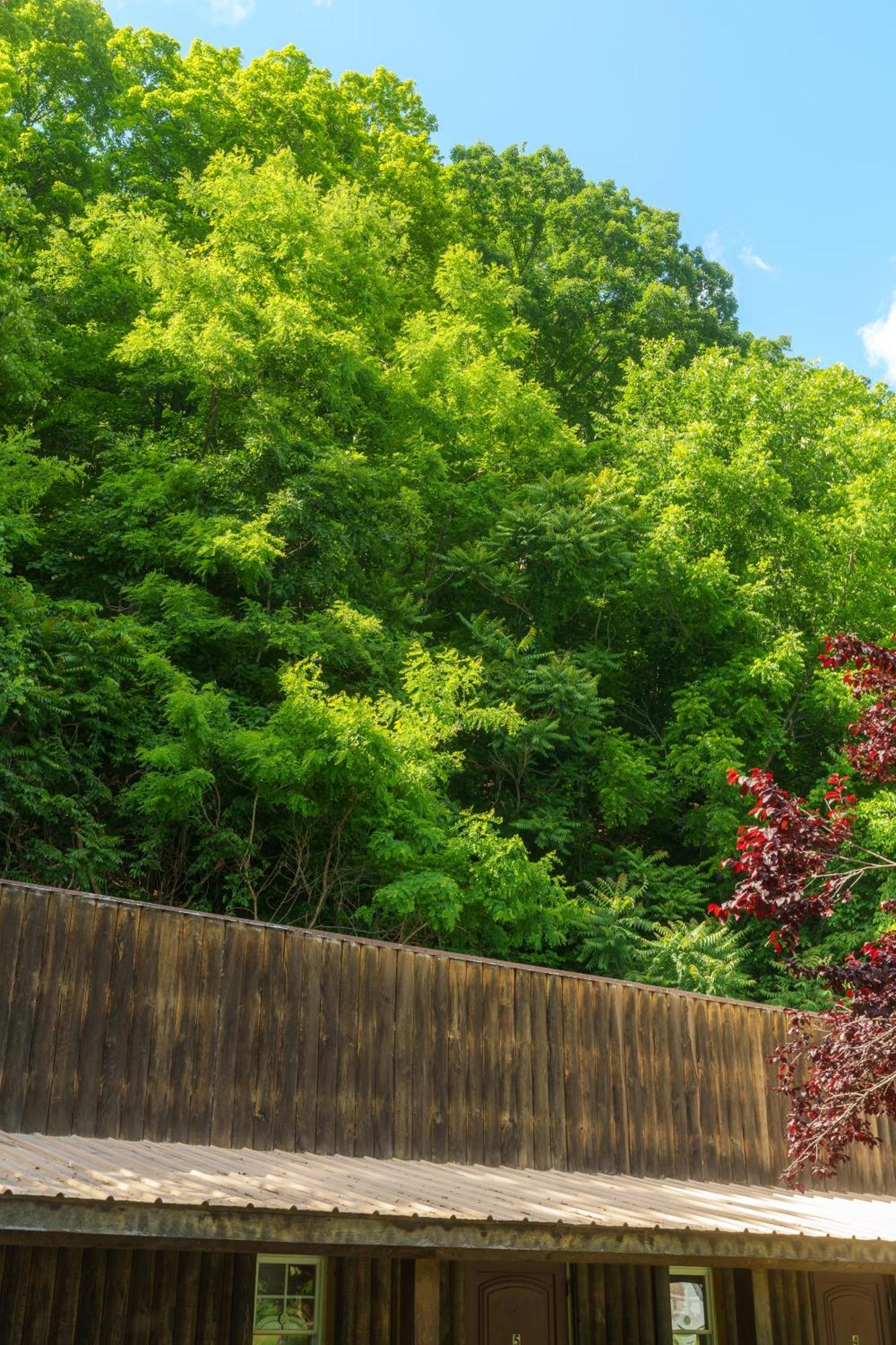 Seneca Pines Lodge Seneca Rocks Екстер'єр фото